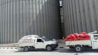 منذ بدء التوريد.. صوامع وشون قنا تستقبل 12 ألفًا و679 طنًّا من القمح