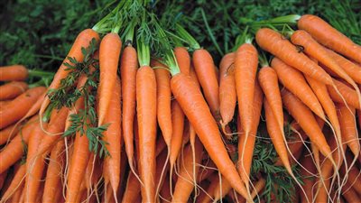 بعد وصول الكيلو لـ40 جنيهًا.. شعبة الخضراوات تكشف موعد تراجع سعر الجزر بالأسواق