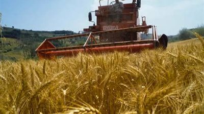 حصاد 2000 فدان قمح بالإسكندرية في اليوم الأول من موسم الحصاد