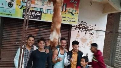 شباب ببني سويف يوثقون لحظة مقتل كلب عقر 4 أطفال