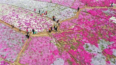 مناظر ربيعية خلابة في محافظة تشيانشي شمالي الصين