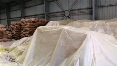 توريد 35 ألف طن من محصول القمح بالشون والصوامع الحكومية بمراكز المنيا