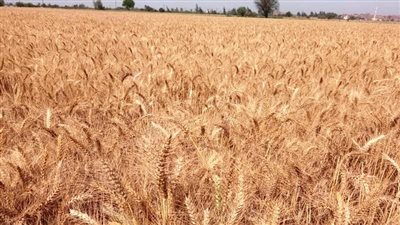 استمرار توريد أطنان القمح لشون وصوامع محافظة سوهاج