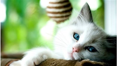 باحثون بجامعة جلاسكو: أدلة جديدة على انتقال فيروس كورونا من الإنسان إلى القطط