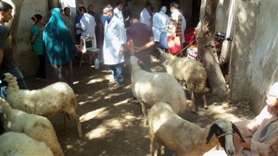 بيطري المنوفية: تحصين 179 ألف رأس ماشية ضد مرض الجلد العقدي وجدري الأغنام