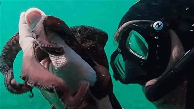 أوسكار 2021.. My Octopus Teacher يحصد جائزة أفضل فيلم وثائقي