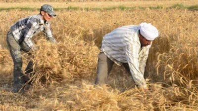 في 6 أيام.. حصاد 134 ألف طن قمح بالشرقية (صور)