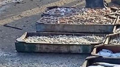 تباين أسعار الأسماك ببورصة كفر الشيخ اليوم الإثنين.. البلطي بـ 19 جنيه