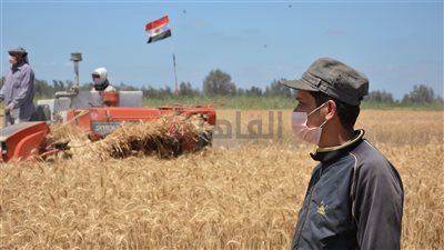 توريد 38 ألف طن قمح بصوامع وشون القليوبية