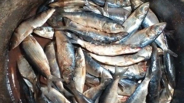 ضبط سردين مملح غير