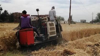 حصاد 132 فدانًا في موسم حصاد القمح بالشرقية