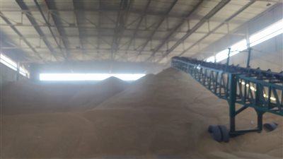 تموين الإسكندرية تتفقد صوامع القمح.. واستلام 17 ألف طن خلال أسبوع