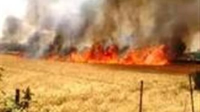 بسبب عقب سيجارة..حريق يلتهم أرض مزروعة بمحصول القمح في سوهاج   