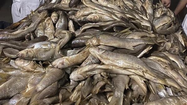 أسماك مملحة فاسدة