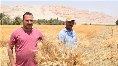 توريد 29 طن قمح لشون وصوامع سوهاج خلال أسبوعين 