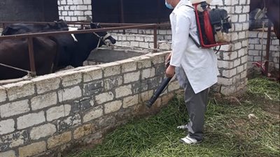 علاج وتحصين 248 ألف رأس ماشية ضد الحمى القلاعية بالبحيرة