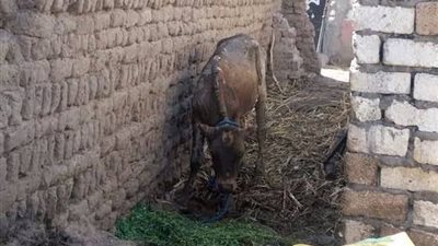 حاولت إنقاذ ماشيتها فماتا معًا.. مصرع ربة منزل حرقًا في نهار رمضان بسوهاج