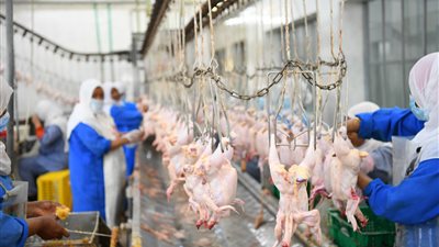 محافظ قنا: طرح 25 ألف دجاجة ومنتجاتها بأسعار مخفضة