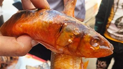 رئيس مدينة أبو قرقاص بالمنيا: ضبط 49 كيلو فسيخ غير صالحة للاستهلاك الآدمي قبل طرحها بالأسواق