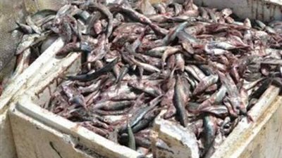ضبط 170 كيلو أسماك مملحة غير صالحة للاستهلاك الآدمي في سوهاج 