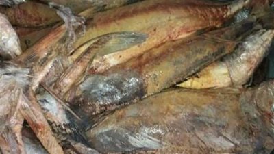 ضبط طن أسماك مجمدة ورنجة و10 كيلو لحوم مذبوحة خارج المجازر بالغربية 