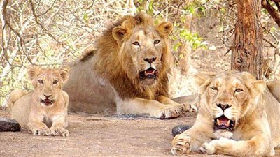 إصابة 8 أسود بفيروس كورونا في الهند