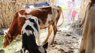 بيطري الأقصر: تحصين أكثر من 22 ألف حيوان ضد الأمراض الموسمية