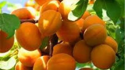 لرعاية البرقوق والمشمش.. توصيات فنية للمزارعين خلال شهر مايو