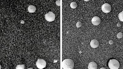 حقيقة اكتشاف عيش الغراب على كوكب المريخ (صور) 