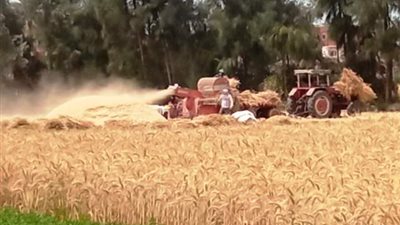 بعد حصاد 365 فدانًا.. صوامع الشرقية تستقبل 593 طن قمح