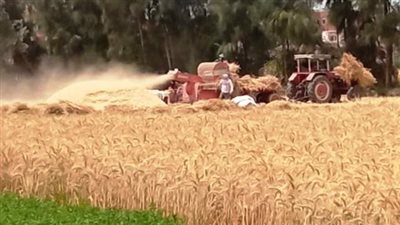 في 17 يومًا.. الشرقية تتخطى 409 آلاف طن بموسم حصاد القمح (صور)