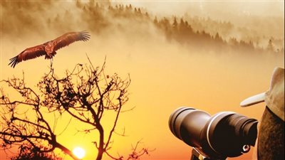 مصر تشارك العالم الاحتفال باليوم العالمى للطيور المهاجرة على منصات التواصل الاجتماعى