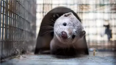 أكبر منتج فرو في أوروبا.. فنلندا تعدم 120 ألفًا من الثعالب والمنك لمواجهة إنفلونزا الطيور