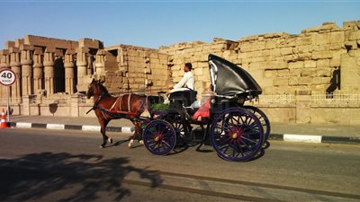 رئيس مدينة الأقصر: مصادرة عربة الحنطور المخالفة للضوابط خلال عيد الفطر
