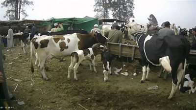  5 خطوات للحصول على ترخيص إنشاء مزرعة مواشي