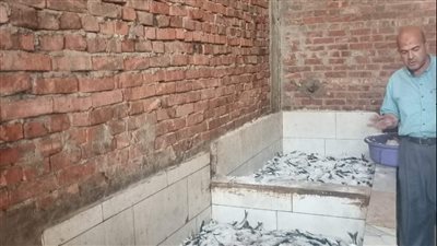 قبل بيعها في العيد.. ضبط 2 طن أسماك فاسدة بالبحيرة (صور)