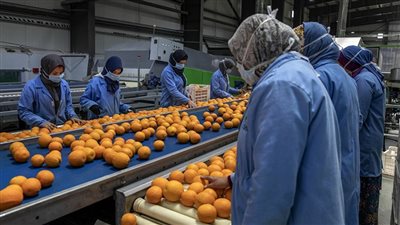 اشتراطات سعودية جديدة على الصادرات الزراعية المصرية (مستند)