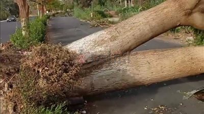 سقوط شجرة على سيارة نقل بالأقصر بسبب الرياح دون وقوع إصابات