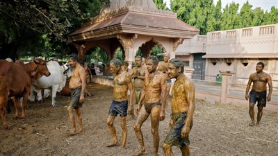 العلماء يحذرون من استخدام روث الأبقار في علاج كورونا بالهند 