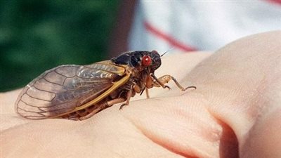 غزو مرتقب على أمريكا والفاعل 