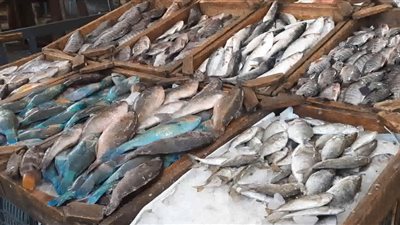 ارتفاع جنوني في أسعار الأسماك بالغردقة تزامنًا مع عيد الفطر (صور) 