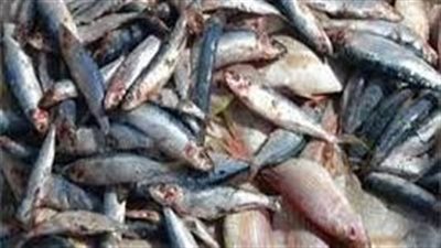 ضبط 3 طن أسماك فاسدة داخل ثلاجة بالقليوبية 