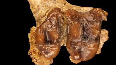 عمرها 37 مليون سنة.. الصورة الأولى لـ 