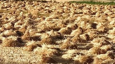 بعد حصاد 303 آلاف فدان.. صوامع الشرقية تستقبل 529 طن قمح (صور)