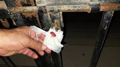 تحرير 233 مخالفة عدم ارتداء كمامة وغلق 4 قاعات أفراح بالبحيرة