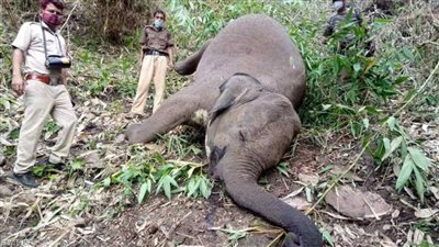 صاعقة تتسبب في نفوق 18 فيلا بمحمية غابات في الهند