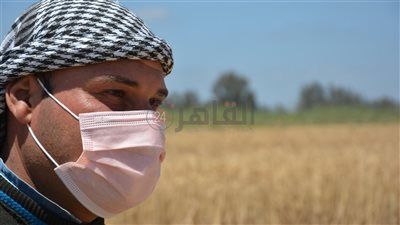 توريد 5802 طن قمح لشون وصوامع بورسعيد