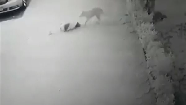 كلب ضال يعقر طفلة