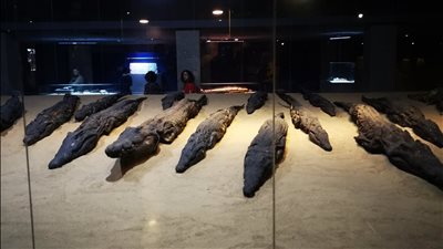 التماسيح محنطة.. الأجانب يلتقطون الصور داخل متحف التمساح | صور 