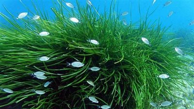 بعد ظهوره في شواطيء الساحل الشمالي.. معلوماتٍ عن نبات 